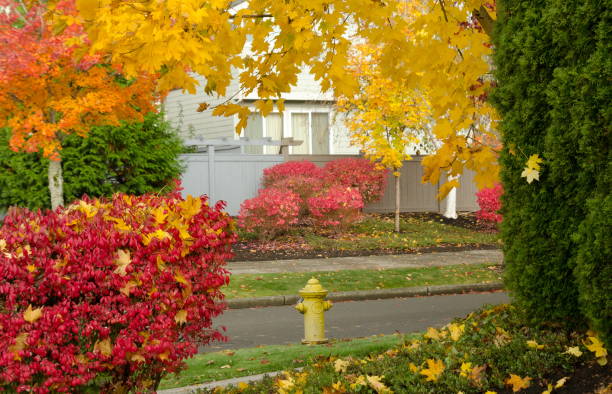 istock Hydrant framed by autumn foliage in Redmond suburb, Washington 1185117415