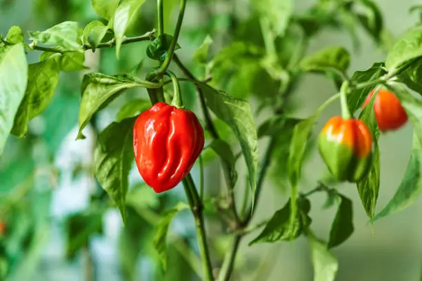 Photo of Habanero plant featuring fresh, ripe habanero peppers, ready for picking