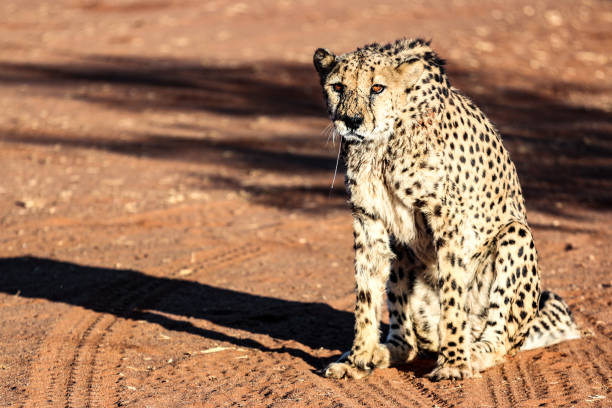 istock The famous african cheetah 1185121401