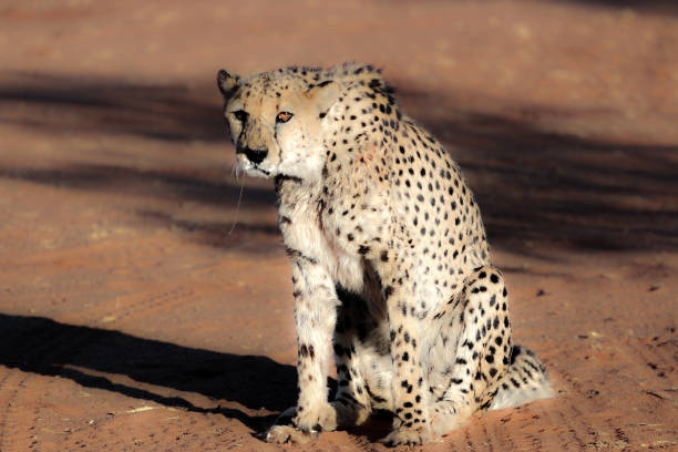 istock The famous african cheetah 1185122074