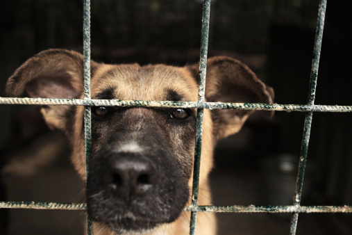 Stray dog in kennel with snout peeking out through the bars of the cage.