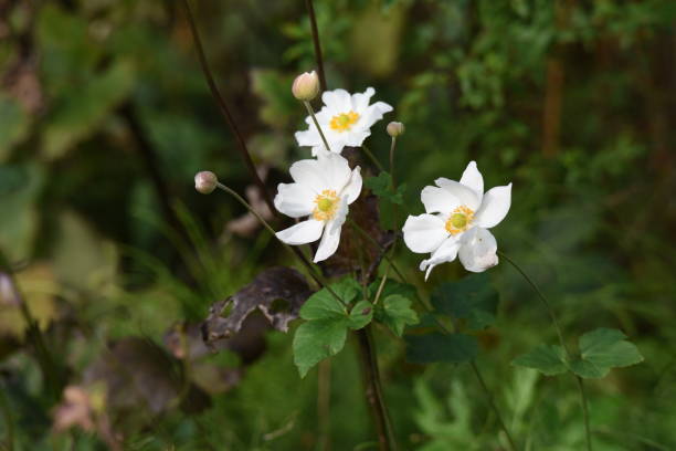 istock Japanese anemone flowers 1185124840