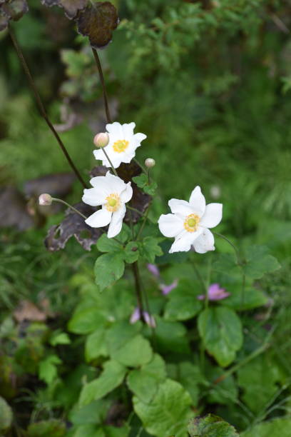 istock Japanese anemone flowers 1185124847