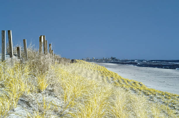 High winds and a cold front result in rough seas pounding the maryland assateague state park seashore, a barrier island earning its designation with the resort tourist town of ocean city maryland on the horizon and the dune grass being replanted to protect the island