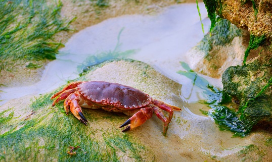 Edible crab (Cancer pagurus) on sand covered with algi during low tide