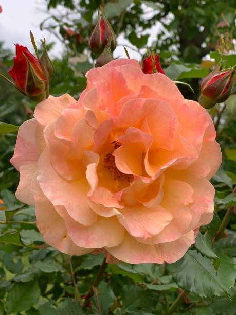 istock Rose flower head from garden 1185128240