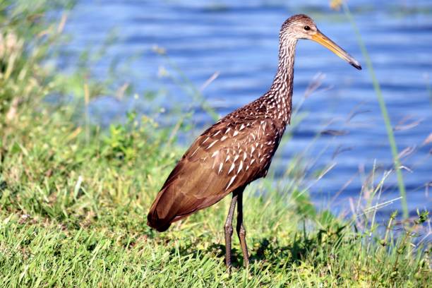 istock Bird at lake in park 1185129733