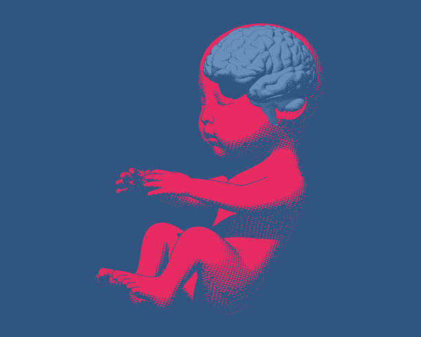 ilustraciones, imágenes clip art, dibujos animados e iconos de stock de feto humano con demostración cerebral en bg azul - feto etapa humana