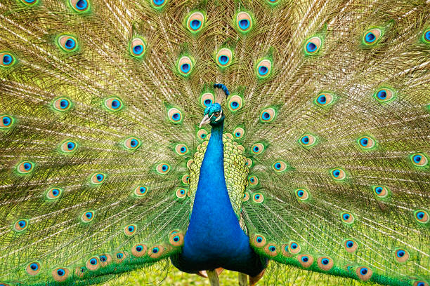 istock Beautiful peacock outdoors in the daytime. 1185132252