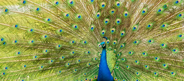 istock Beautiful peacock outdoors in the daytime. 1185132297