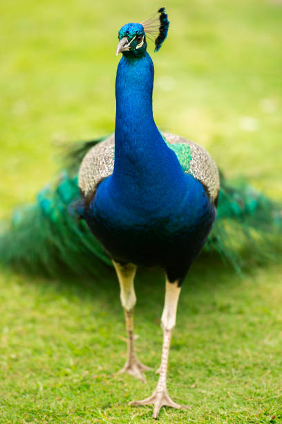 istock Beautiful peacock outdoors in the daytime. 1185132381