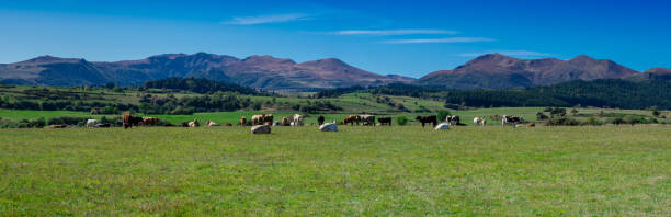 panoramic of the chain of Puys du Sancy in Auvergne and cows in the foreground, France