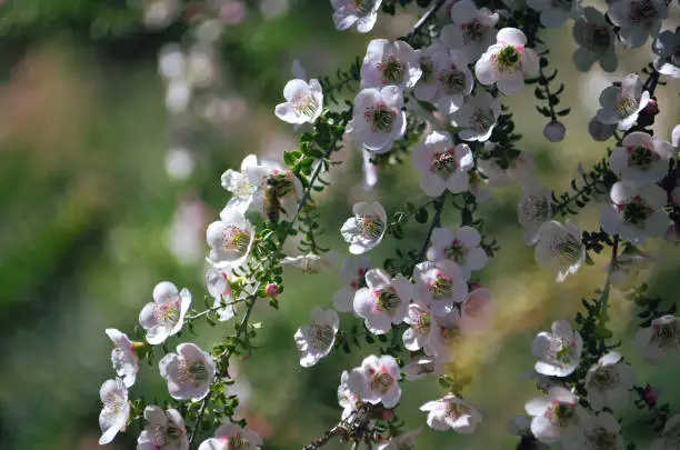 Photo of Spring background of beautiful Australian native white Leptospermum Cherish tea tree flowers, family Myrtaceae.