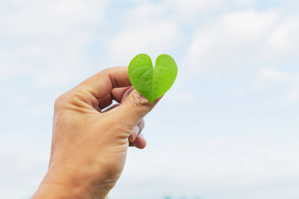 istock hand holding green leaf with blur sky background 1185141943