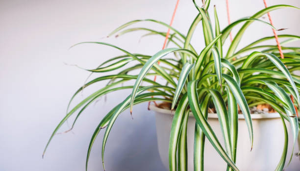 Spider plant in white pot at balcony Spider plant in white pot at balcony arachnid photos stock pictures, royalty-free photos & images