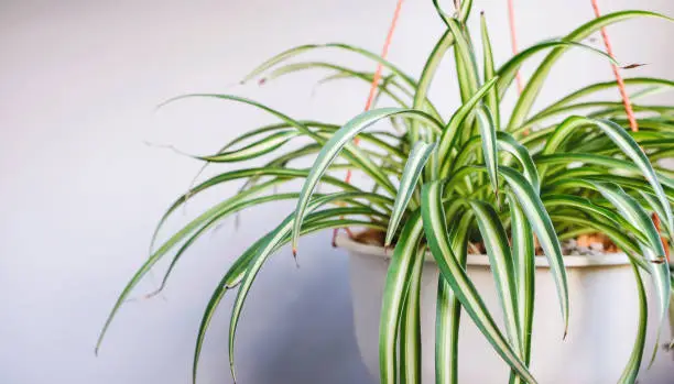 Photo of Spider plant in white pot at balcony