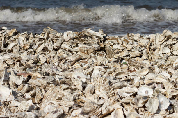 istock Sea shore covered with oysters and shells thrown out by the storm. 1185143107