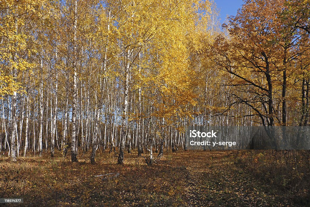 Autumn Birch Grove  Autumn Stock Photo