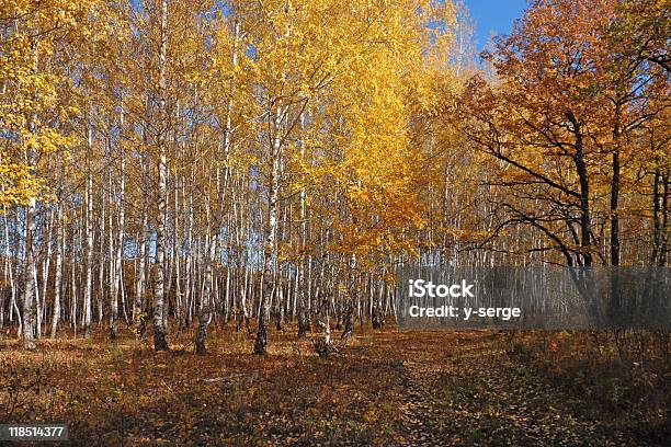 Autumn Birch Grove Stock Photo - Download Image Now - Autumn, Birch Grove, Birch Tree
