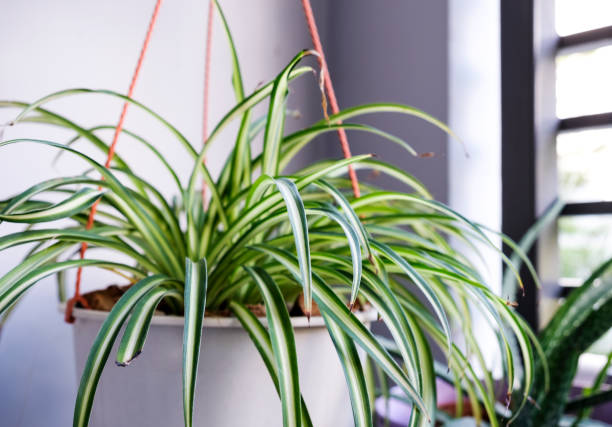 istock Spider plant in white pot at balcony 1185147182