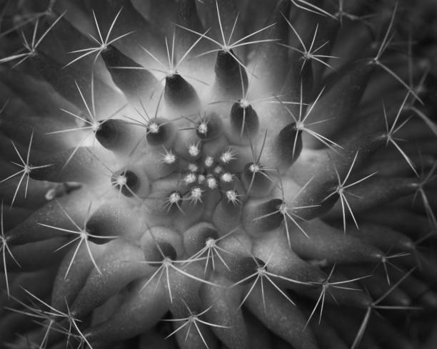 istock Black and white image of beautiful cactus flower 1185147249