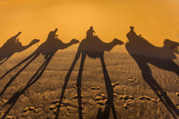 The shadows of camels on the dunes of the Merzouga desert in Morocco.