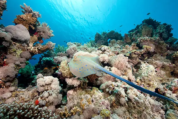 Photo of bluespotted stingray and coral