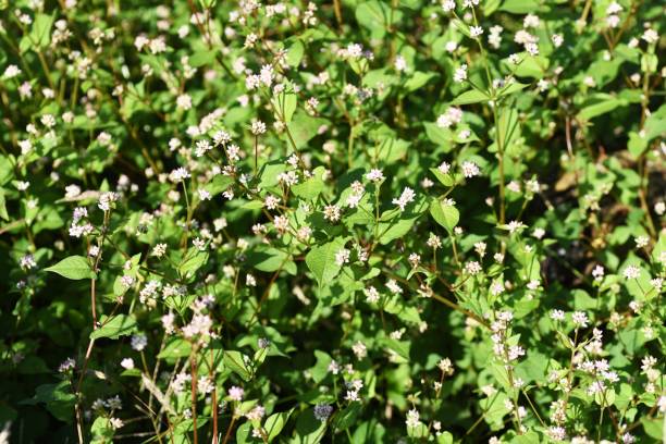 istock Polygonum thunbergii flowers 1185151782