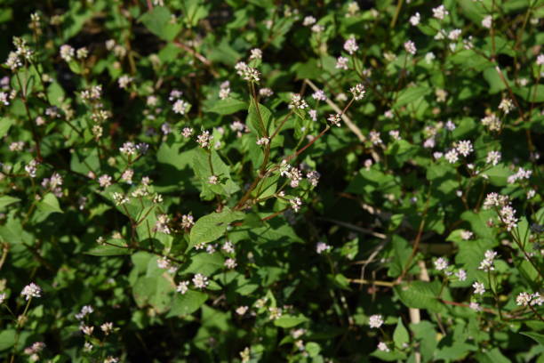 istock Polygonum thunbergii flowers 1185151795
