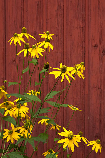 Red flowers on the doorknob on a wooden door outdoors.