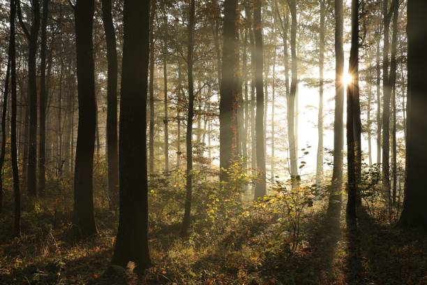 istock Autumn forest at sunrise 1185156398