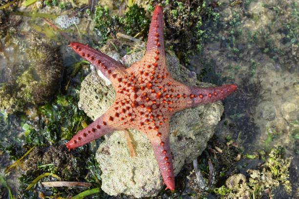 istock Island Life '110119 1185156951
