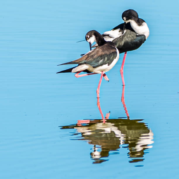 istock Hawaiian Stilt Mates, Both Resting on One Leg 1185161206