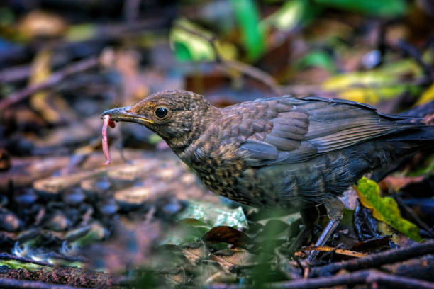 oiseau noir femelle (turdus merula) - common blackbird photos et images de collection