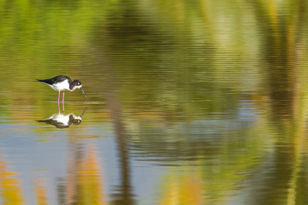 istock A Lone Hawaiian Stilt Surrounded by Reflections 1185161416