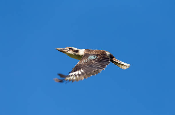 flyng kookaburra en el cielo azul de australia - animals hunting kingfisher animal bird fotografías e imágenes de stock