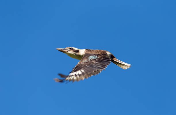 a kookaburra at NSW Australia