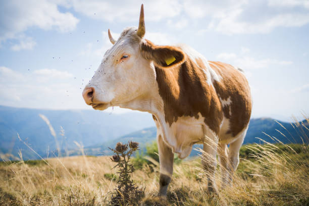 istock Cow on yellow autumn pasture 1185162306