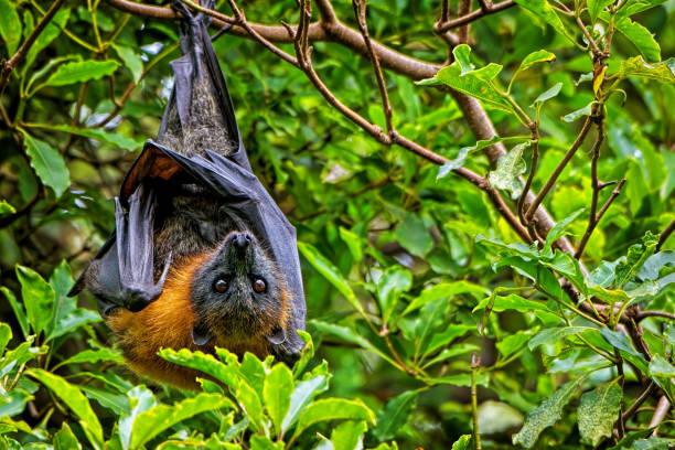 Grey Headed Flying Fox (Pteropus poliocephalus) Grey Headed Flying Fox hanging upside down in a tree fruit bat stock pictures, royalty-free photos & images