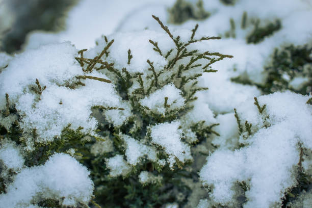 istock Dry plant covered with snow 1185164268