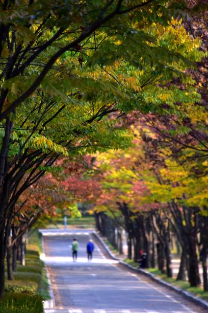 istock Wooden walkway painted with autumn maple leaves 1185164968