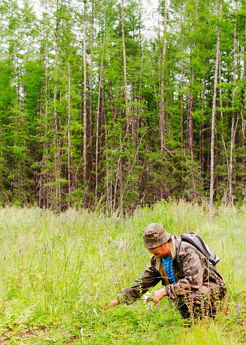 A Yakut man picking strawberries in a green field in the wild spruce forests.