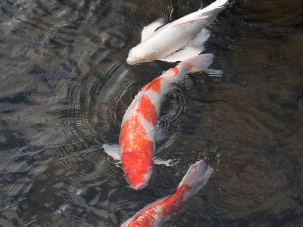 istock Japanese Nishikigoi 1185168642