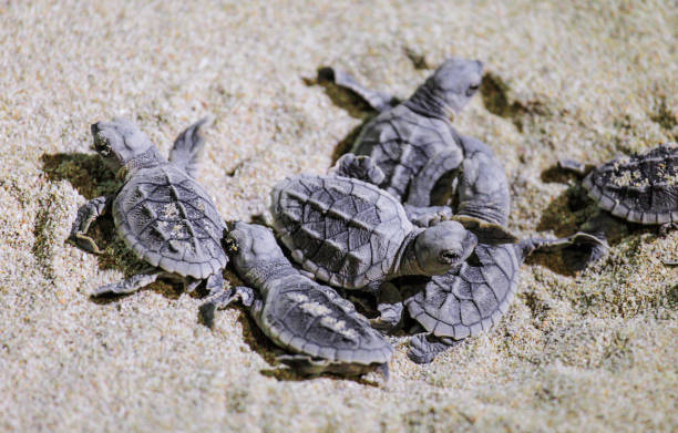 istock Baby turtle doing her first steps to the ocean. 1185170163