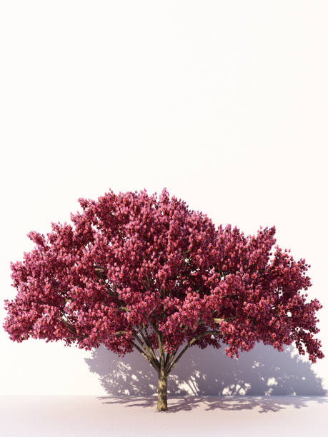 istock Trees isolated on white background, tropical trees isolated used for design, advertising and architecture. 3d rendering 1185171163