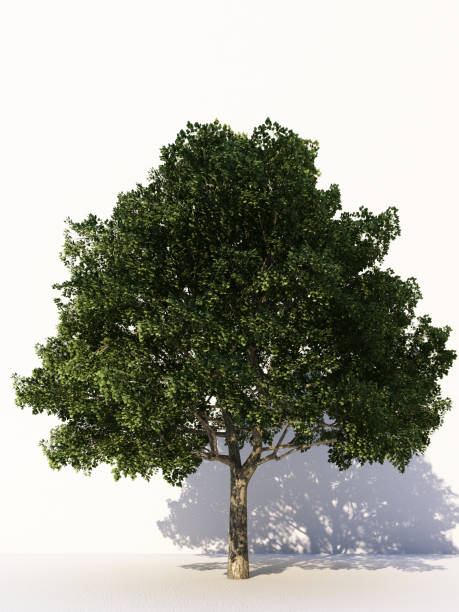 istock Trees isolated on white background, tropical trees isolated used for design, advertising and architecture. 3d rendering 1185171221