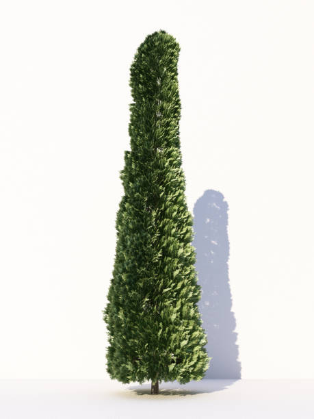 istock Trees isolated on white background, tropical trees isolated used for design, advertising and architecture. 3d rendering 1185171815
