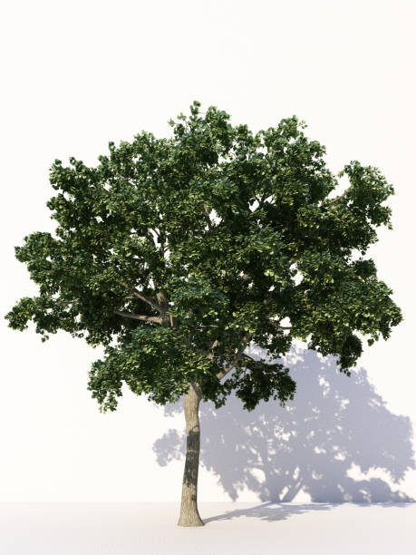 istock Trees isolated on white background, tropical trees isolated used for design, advertising and architecture. 3d rendering 1185171916