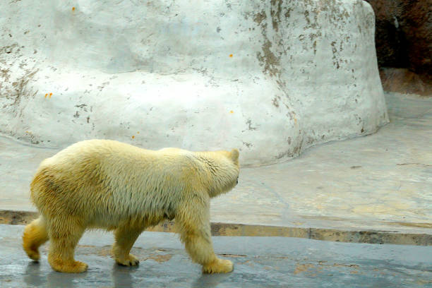 istock A large fluffy polar bear basks in the sun and walks in the zoo. 1185172366