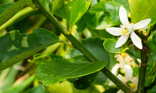 녹색 잎 흰색 레몬 꽃 - agriculture branch cut flowers citrus fruit 뉴스 사진 이미지
